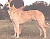 Left Profile - A tan with black Anatolian Shepherd is standing in grass and there is a person standing behind him.