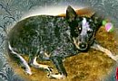 A black with white and tan Australian Cattle Dog is laying on a rug and it is looking up.