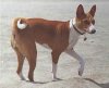 A red with white Basenji is standing on a concrete surface and it is looking to the right.