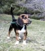 A black with tan and white Beagle is standing on a hill and it is looking to the right.