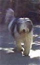 A white with grey Bearded Collie is walking down a walkway.