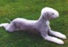 A grey with white Bedlington Terrier is laying across a field and it is looking to the right.