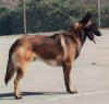 Right Profile - A black with tan Belgian Malinois is standing on a court and it is looking to the right. Its mouth is open and tongue is out.