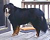 A black with tan and white Bernese Mountain Dog is standing on a hardwood porch in front of a closed door.
