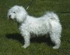 Left Profile - A white Bichon Frise is standing in grass and it is looking to the left.