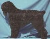 Left Profile - A black Russian Terrier is standing on a blue surface and it is looking to the left.