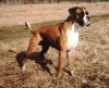 A brown with white and black Boxer is standing in brown grass and it is looking to the right.