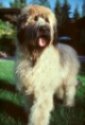 A tan Briard is standing in grass and it is looking to the right. Its mouth is open and tongue is out.