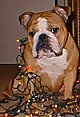 A tan with white English Bulldog is sitting on a hardwood floor and he is covered in christmas lights.