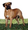 A with black and white Bullmastiff is standing on grass and he is looking forward.