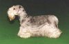 Left Profile - A grey with tan Cesky Terrier is standing on a green surface and it is looking to the left.