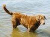 A golden Chesapeake Bay Retriever is standing in a small body of water.