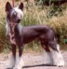 A black with white Chinese Crested(hairless) is standing on a dirt surface and it is looking to the right.
