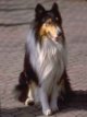 A black, tan and white Collie is sitting on a brick surface and he is looking to the right. Its mouth is open and tongue is out.