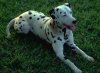A white with black Dalmatian is laying in grass and looking to the right. Its mouth is open and tongue is out.