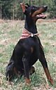 A black with tan Doberman Pinscher is sitting in grass and it is looking up and to the right. It is wearing a bandanna, its mouth is open and it looks like it is smiling.