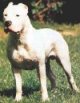 A white Dogo Argentino is standing in grass and it is looking to the left.