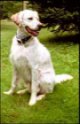 A white with tan English Setter is sitting in grass and it is looking to the right. Its mouth is open and tongue is out.