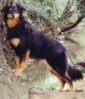 A black and tan English Shepherd is standing against a tree and he is looking forward.