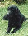 A black Flat-Coated Retriever is laying in grass and it is looking to the left.