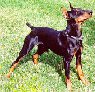 A black and tan German Pinscher is standing in grass and it is looking up and to the right.