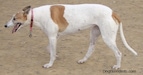 A white with tan Greyhound is standing on a dirt surface and it is looking to the left. Its mouth is open and tongue is out.
