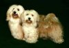 Two tan Havanese are looking forward and up. They both are panting.