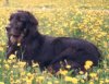 A black with tan Hovawart is sitting in a field of dandelions and it is looking to the left.