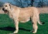 Left Profile - A tan Irish Wolfhound is standing in grass and he is looking to the left.