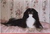 A black with white Japanese Spaniel is laying on a bed and it is looking forward.