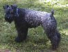 The left side of a black Kerry Blue Terrier that is standing on grass and it is looking forward.