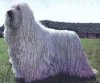A white Komondor is standing in grass and it is looking up and to the left.
