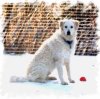 A white and tan Kuvasz is sitting on a sidewalk and there is a red ball in front of the dog. He is looking forward.