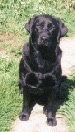 A black Labrador Retriever is sitting on a stone that is surronded by grass and it is looking up and forward.