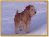 A red Lakeland Terrier is standing in snow and it is looking to the right.