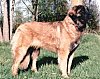 A tan with black Leonberger is standing in grass and he is looking to the right.