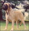 A tan with black Old English Mastiff is standing in grass and it is looking up and to the left.
