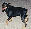 A black and tan Miniature Pinscher is standing on a carpet. Its mouth is open, tongue is out and It is looking up.