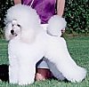 A white miniature Poodle is posing across a field and there is a person on there knees behind the Poodle.