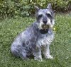 A grey, black and white Miniature Schnauzer is sitting in grass and looking forward. There is a bush behind it.