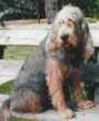 A grey with tan Otterhound is sitting on a wooden porch and it is looking forward.
