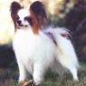 A white with brown Papillon is standing across grass and it is looking to the left.