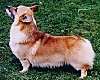 Left Profile - A tan Pembroke Welsh Corgi is standing in grass and it is looking up and to the right.