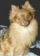 Close up - A tan with white Pomeranian is sitting on a bed and he is looking forward. Its head is tilted to the left.