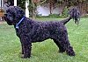 A black Portugese Water Dog is standing in grass and it is looking to the left. Its tail is up.