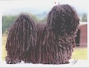 A black corded puli is standing on a concrete surface and it is looking forward.