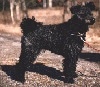 Right Profile - A black Pumi is standing outside on a walkway and it is looking to the right. Its head is slightly tilted to the right.