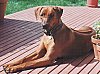 A red Rhodesian Ridgeback is laying on a wooden porch and it is looking forward.