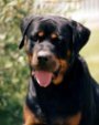Close up - A Rottweiler is sitting in grass and he is looking forward. His tongue is sticking out.