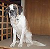 A white with tan and black Saint Bernard is sitting on a elevated surface inside of a house.
